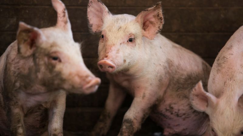 Giá heo hơi hôm nay 24/10 tại miền Nam