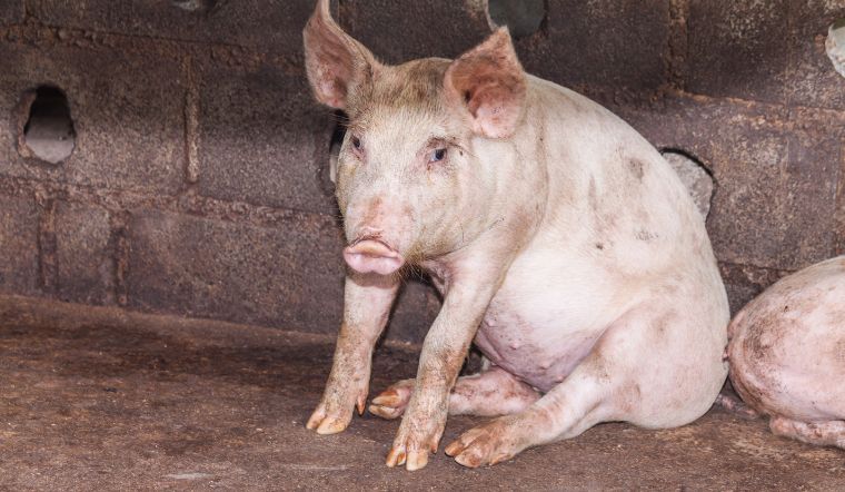 Giá heo hơi hôm nay 24/10: Tăng mạnh, cao nhất 4.000 đồng/kg