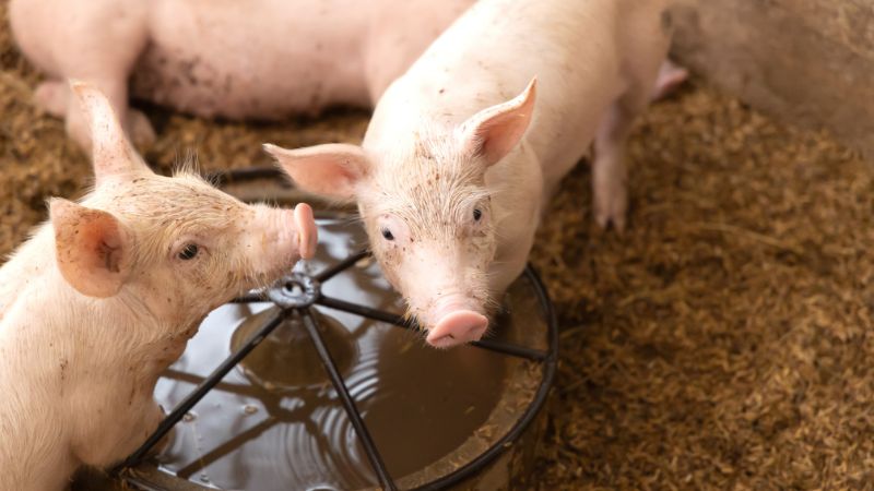 Giá heo hơi hôm nay 25/10 tại miền Nam