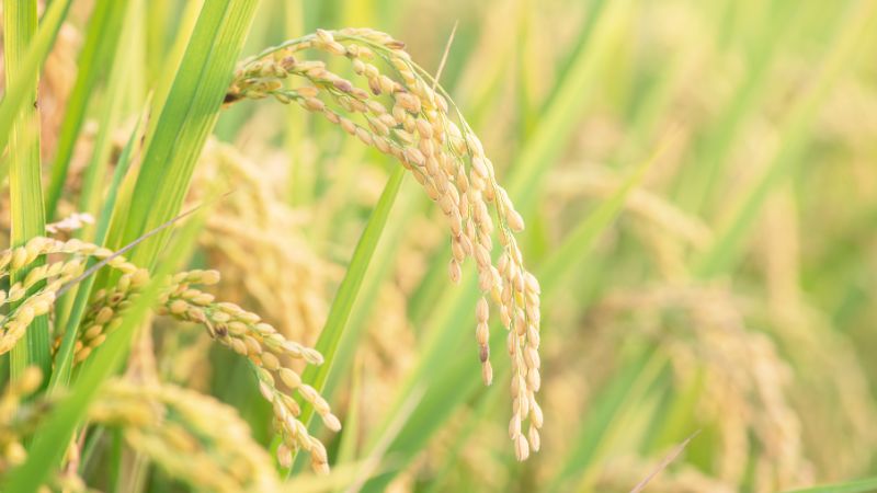 Giá lúa hôm nay 25/10