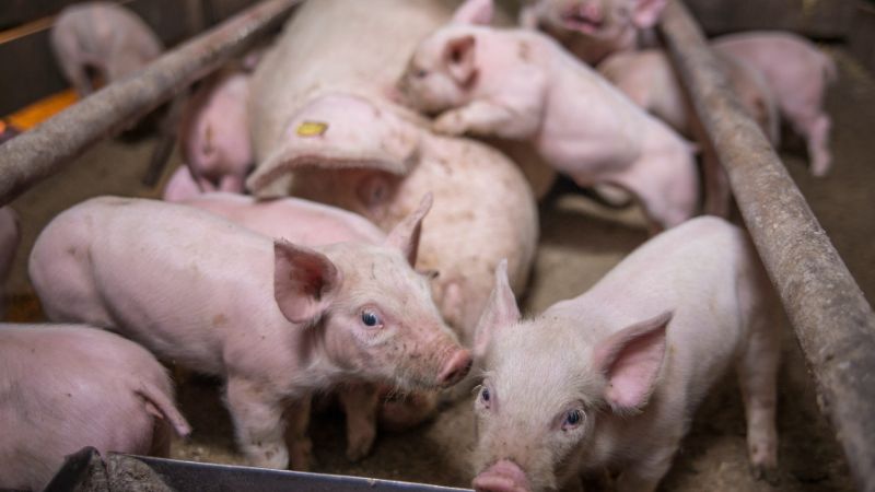 Giá heo hơi hôm nay 26/10 tại miền Bắc