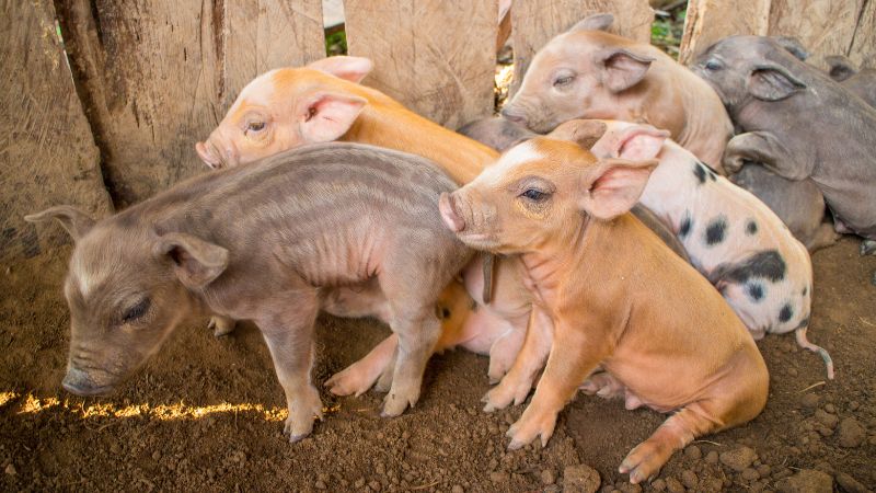 Giá heo hơi hôm nay 26/10 tại miền Nam