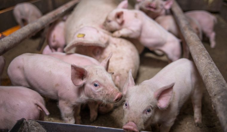 Giá heo hơi hôm nay 26/10: Tiếp tục tăng từ 1.000 đồng/kg