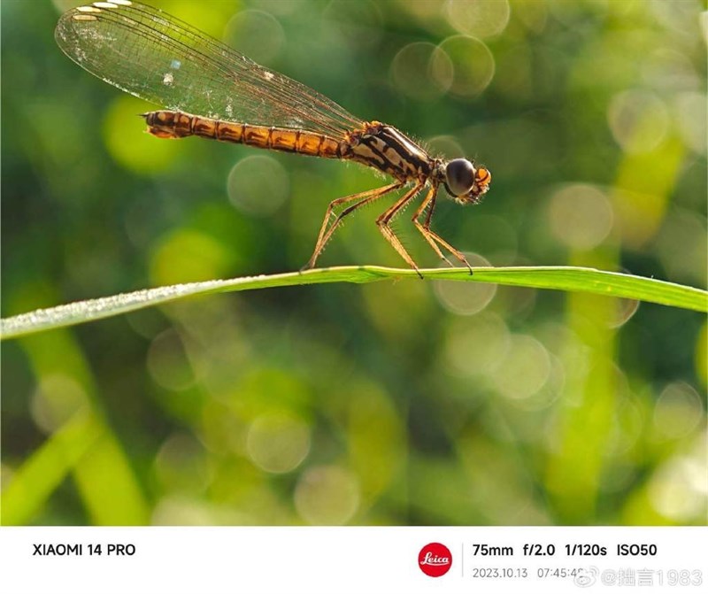 Ấn tượng đầu tiên Xiaomi 14 Pro Ảnh chụp bởi camera của Xiaomi 14 Pro