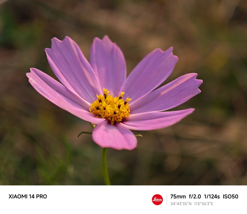 Ảnh chụp tiêu cự 75 mm từ camera của Xiaomi 14 Pro. Nguồn: Weibo.