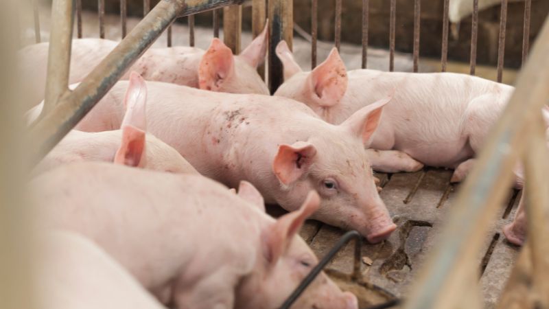 Giá heo hơi hôm nay 27/10 tại miền Nam Giá heo hơi hôm nay 27/10 tại miền Nam