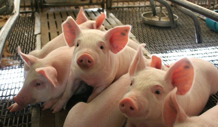 Giá heo hơi hôm nay 27/10: Tăng - giảm trái chiều, cao nhất 54.000 đồng/kg