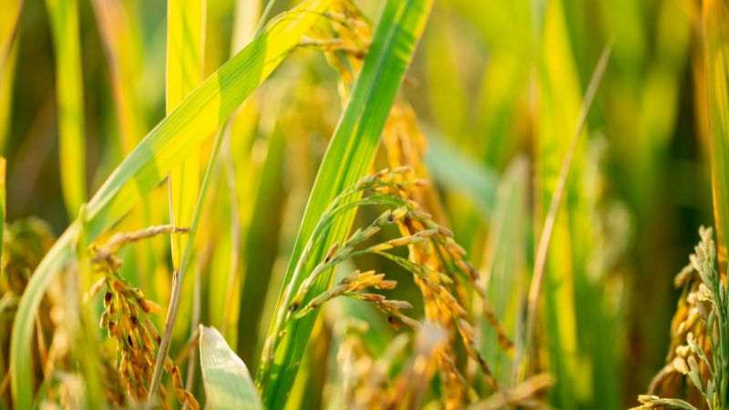 Giá lúa hôm nay 27/10