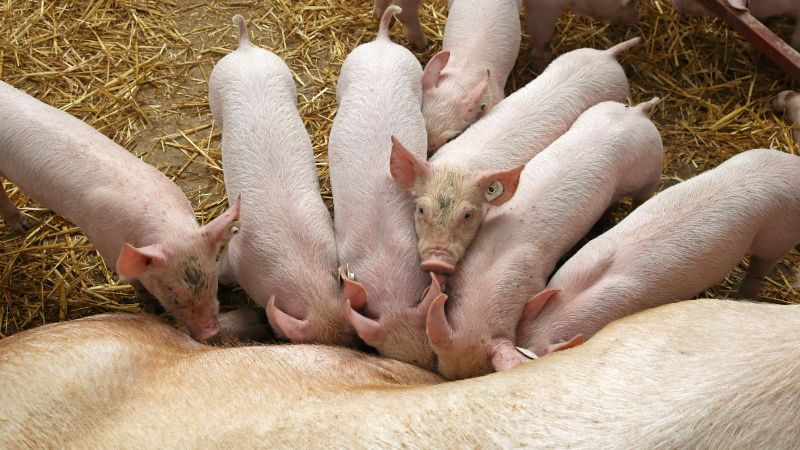 Giá heo hơi hôm nay 28/10 tại miền Nam