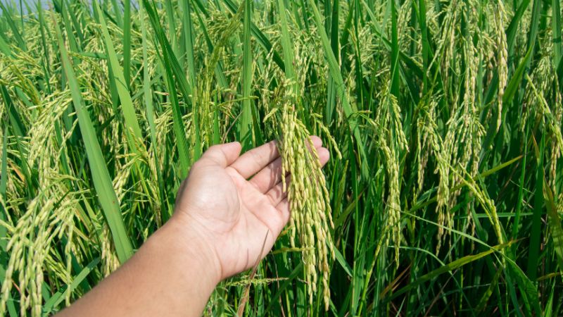 Giá lúa hôm nay 28/10 Giá lúa hôm nay 28/10