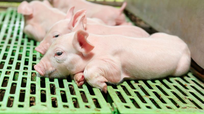 Giá heo hơi hôm nay 30/10 tại miền Trung, Tây Nguyên Giá heo hơi hôm nay 30/10 tại miền Trung, Tây Nguyên