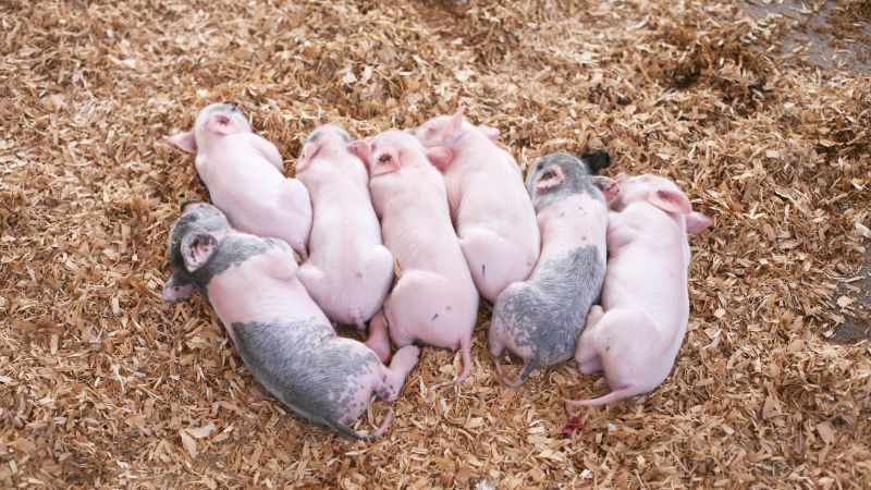 Giá heo hơi hôm nay 30/10 tại miền Nam Giá heo hơi hôm nay 30/10 tại miền Nam