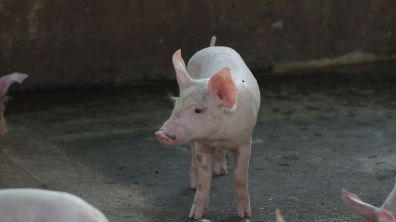 Giá heo hơi hôm nay 31/10 tại miền Bắc