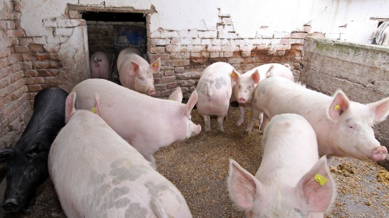 Giá heo hơi hôm nay 31/10 tại miền Trung, Tây Nguyên