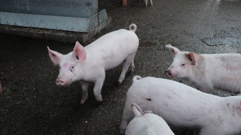 Giá heo hơi hôm nay 31/10 tại miền Nam