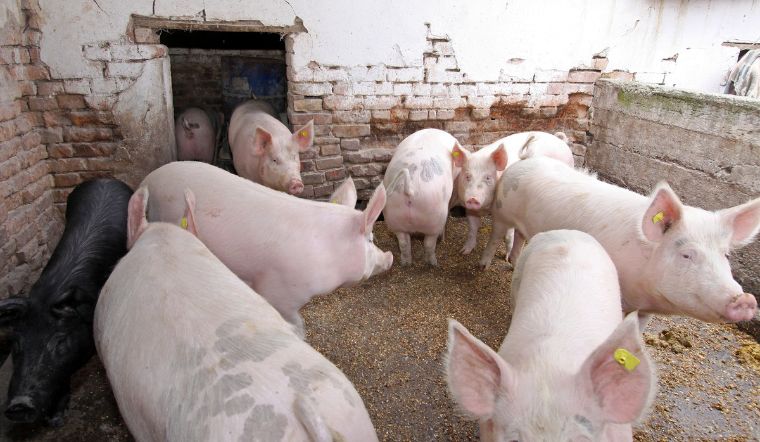 Giá heo hơi hôm nay 31/10: Giảm cao nhất 2.000 đồng/kg