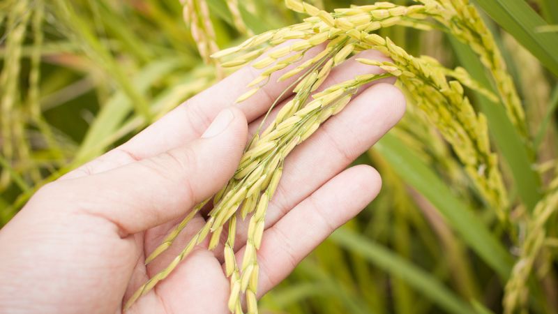 Giá lúa hôm nay 31/10