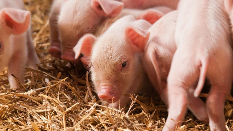 Giá heo hơi hôm nay 01/11 tại miền Bắc