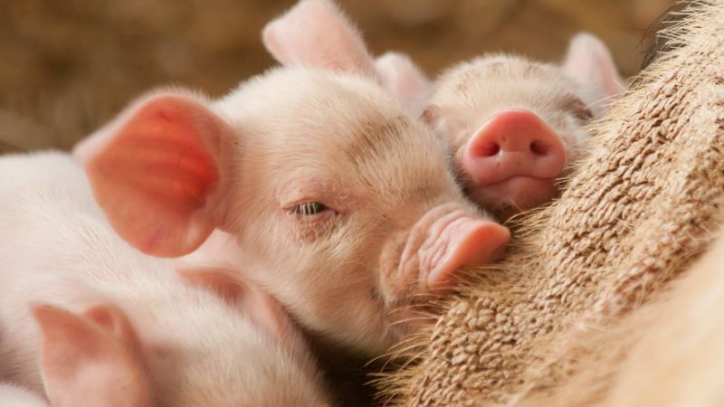 Giá heo hơi hôm nay 01/11 tại miền Nam