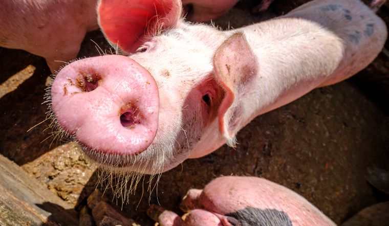 Giá heo hơi hôm nay 01/11: Tăng 1.000 đồng/kg tại một số địa phương