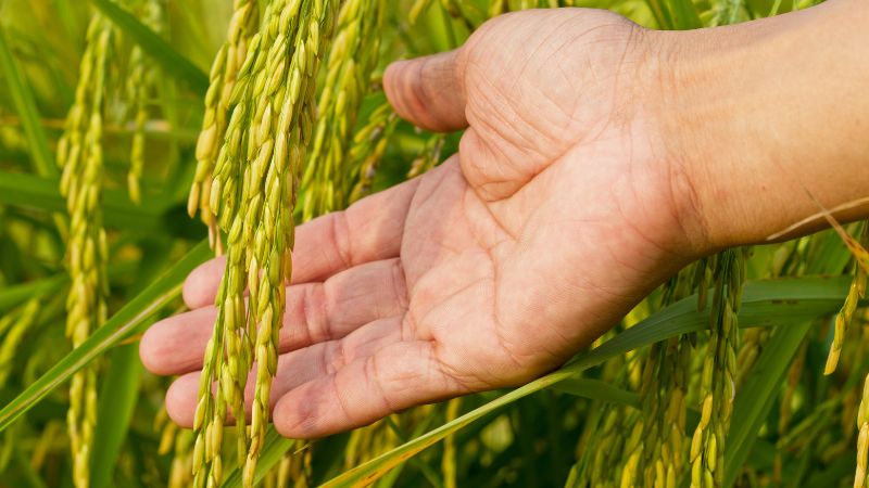 Giá lúa hôm nay 01/11