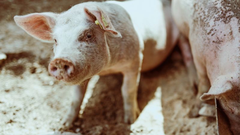 Giá heo hơi hôm nay 02/11 tại miền Bắc Giá heo hơi hôm nay 02/11 tại miền Bắc