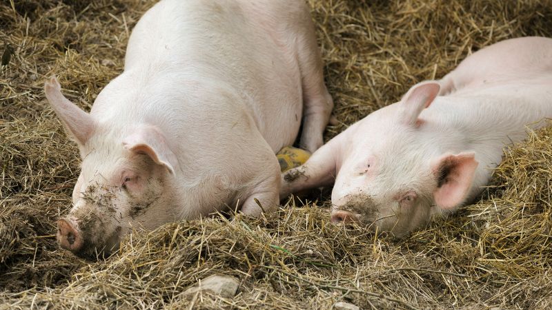 Giá heo hơi hôm nay 02/11 tại miền Trung, Tây Nguyên Giá heo hơi hôm nay 02/11 tại miền Trung, Tây Nguyên