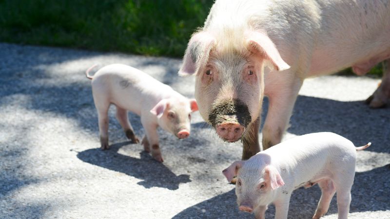 Giá heo hơi hôm nay 02/11 tại miền Nam Giá heo hơi hôm nay 02/11 tại miền Nam