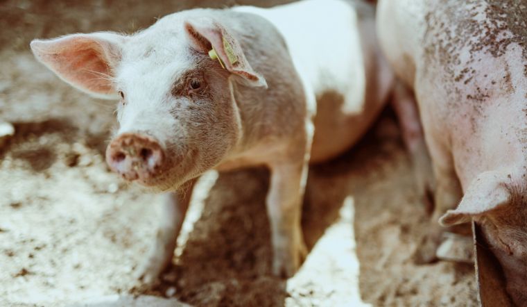 Giá heo hơi hôm nay 02/11: Ổn định cả ba miền