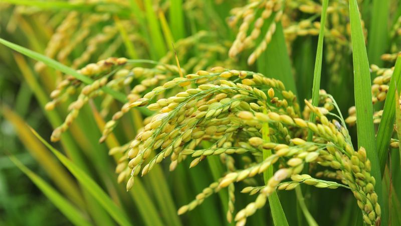 Giá lúa hôm nay 02/11 Giá lúa hôm nay 02/11