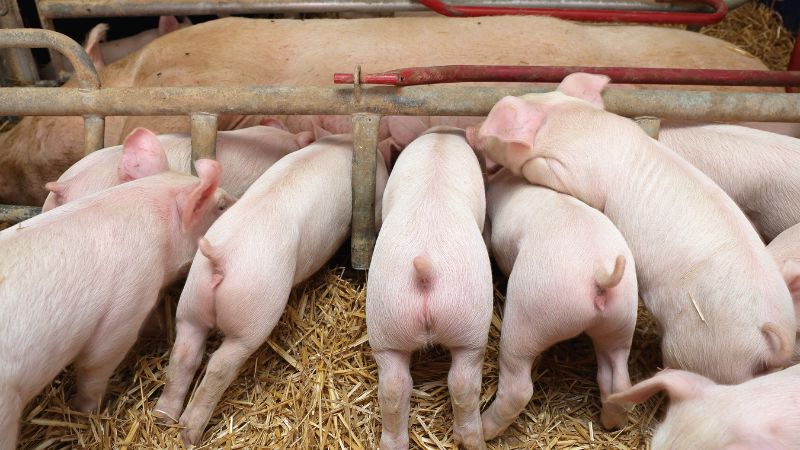 Giá heo hơi hôm nay 03/11 tại miền Trung, Tây Nguyên