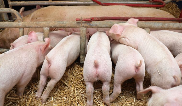 Giá heo hơi hôm nay 03/11: Tăng từ 1.000 đồng/kg tại ba miền