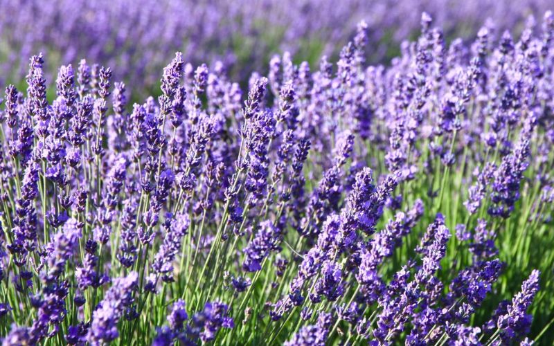 Lavender - the flower representing Gemini