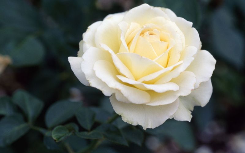 White Rose - the flower representing Cancer