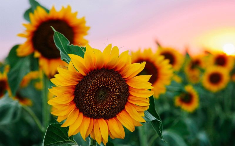 Sunflower - the flower representing Leo