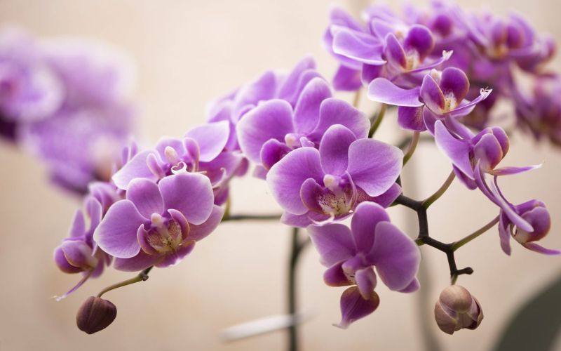 Orchid - the flower representing Aquarius