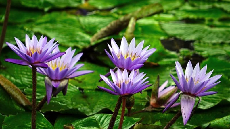 Vườn Hoa Súng Thái Lan
