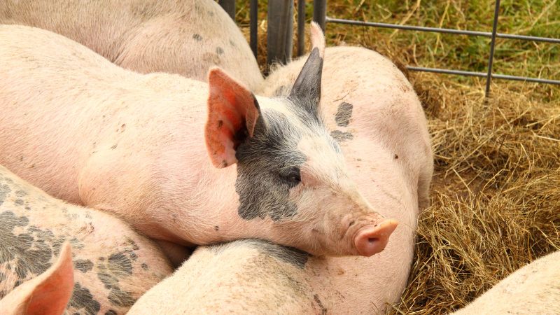 Giá heo hơi hôm nay 08/11 tại miền Bắc