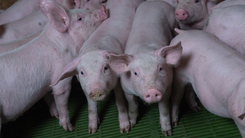 Giá heo hơi hôm nay 08/11 tại miền Nam