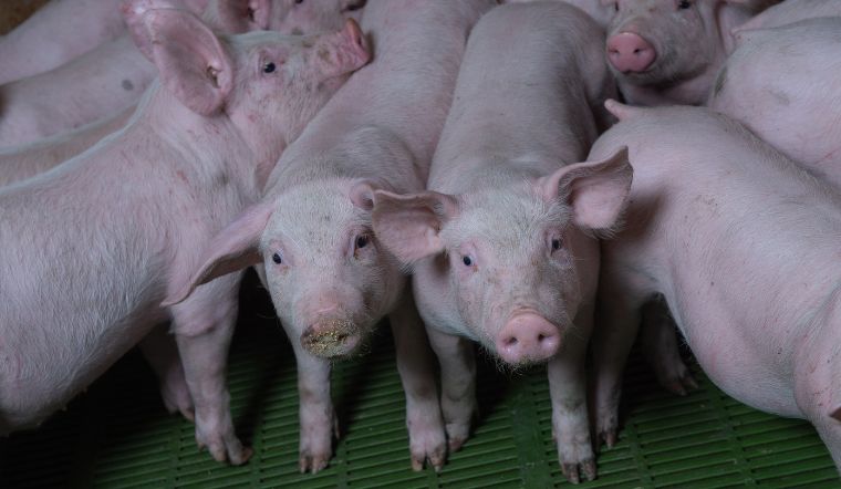 Giá heo hơi hôm nay 08/11: Biến động từ 1.000 - 2.000 đồng/kg