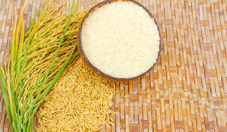 Giá lúa gạo hôm nay 08/11/2023: Không thay đổi