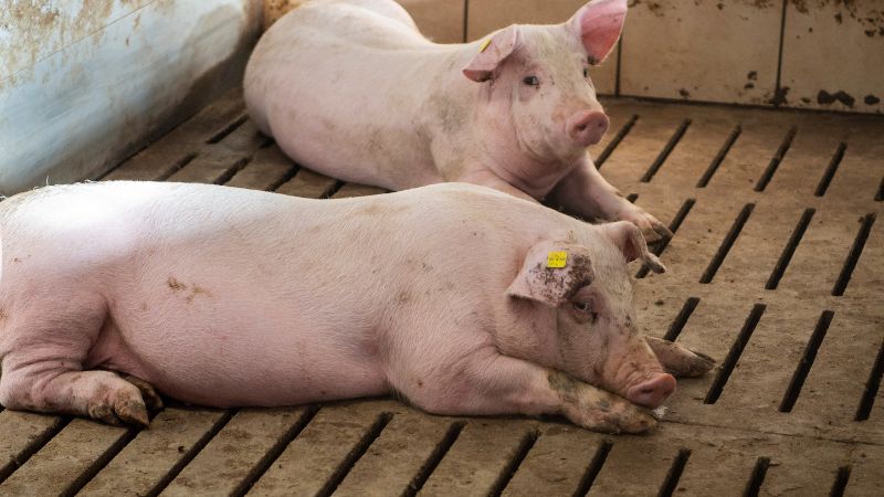 Giá heo hơi hôm nay 09/11 tại miền Bắc