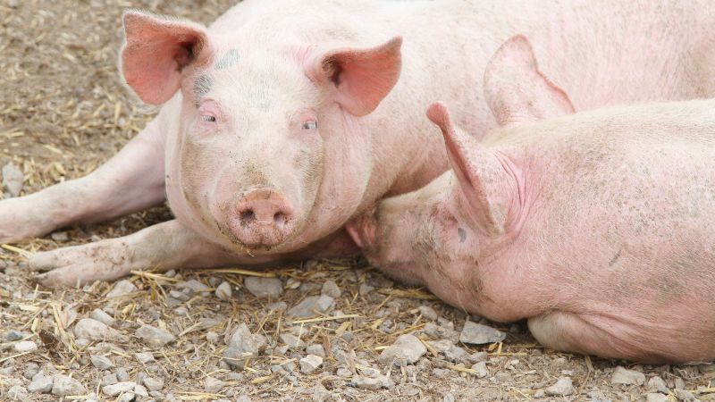 Giá heo hơi hôm nay 09/11 tại miền Trung, Tây Nguyên
