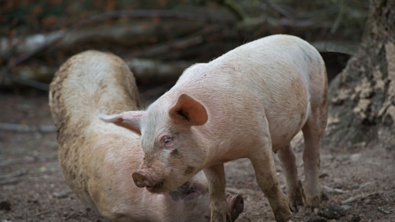 Giá heo hơi hôm nay 09/11 tại miền Nam