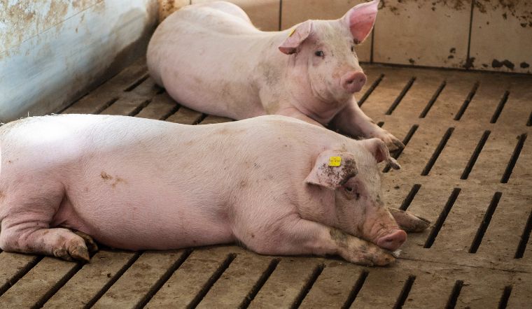 Giá heo hơi hôm nay 09/11: Tiếp đà giảm 2.000 đồng/kg