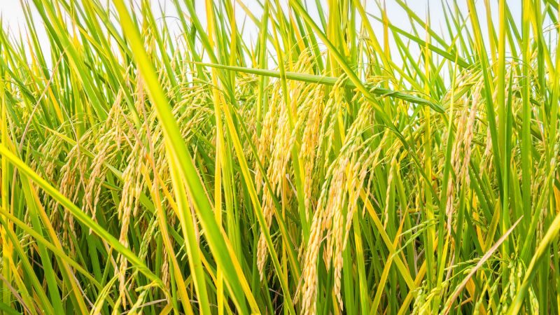 Giá lúa hôm nay 09/11