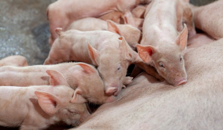 Giá heo hơi hôm nay 10/11: Duy trì mức giảm, thấp nhất 1.000 đồng/kg