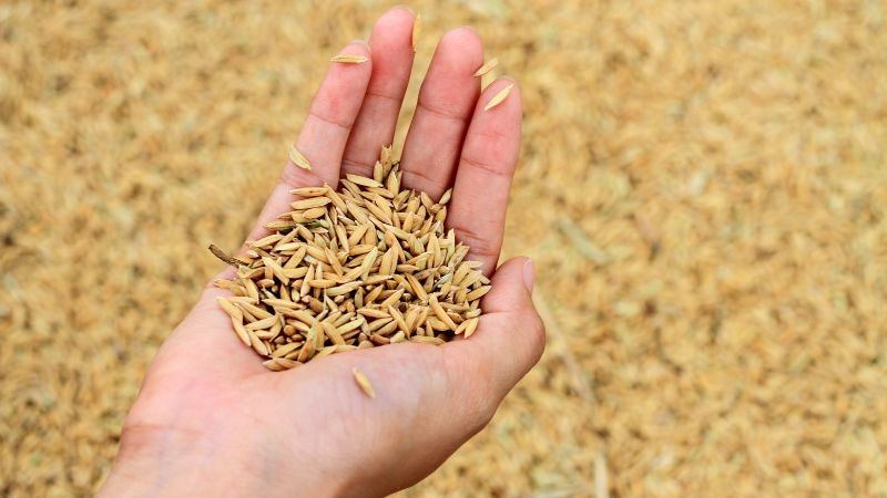 Giá lúa hôm nay 10/11