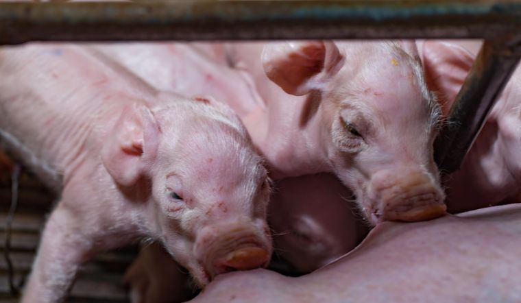 Giá heo hơi hôm nay 11/11: Miền Bắc giảm 1.000 đồng/kg