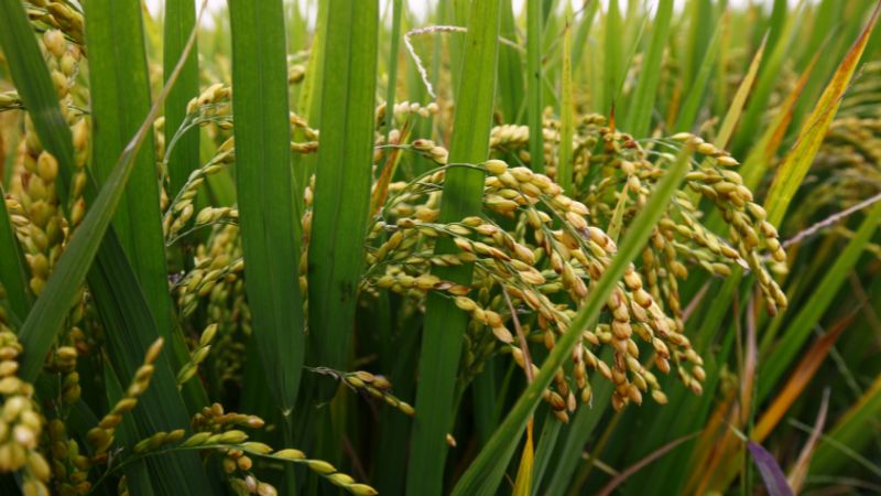 Giá lúa hôm nay 13/11 Giá lúa hôm nay 13/11